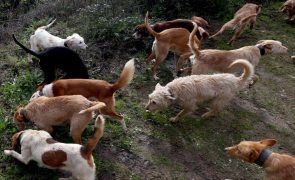 Portugal continental tem quase um milhão de animais errantes