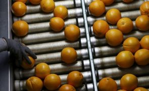Produção de laranja no Algarve aumentou 4,5% nos primeiros seis meses da campanha