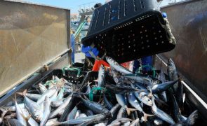 Portugal esgota quota do carapau e pesca fecha nesta terça-feira