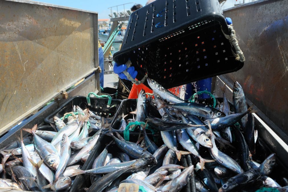 Portugal esgota quota do carapau e pesca fecha nesta terça-feira