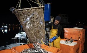 Frota portuguesa captura mais 3,3% de pescado em 2023