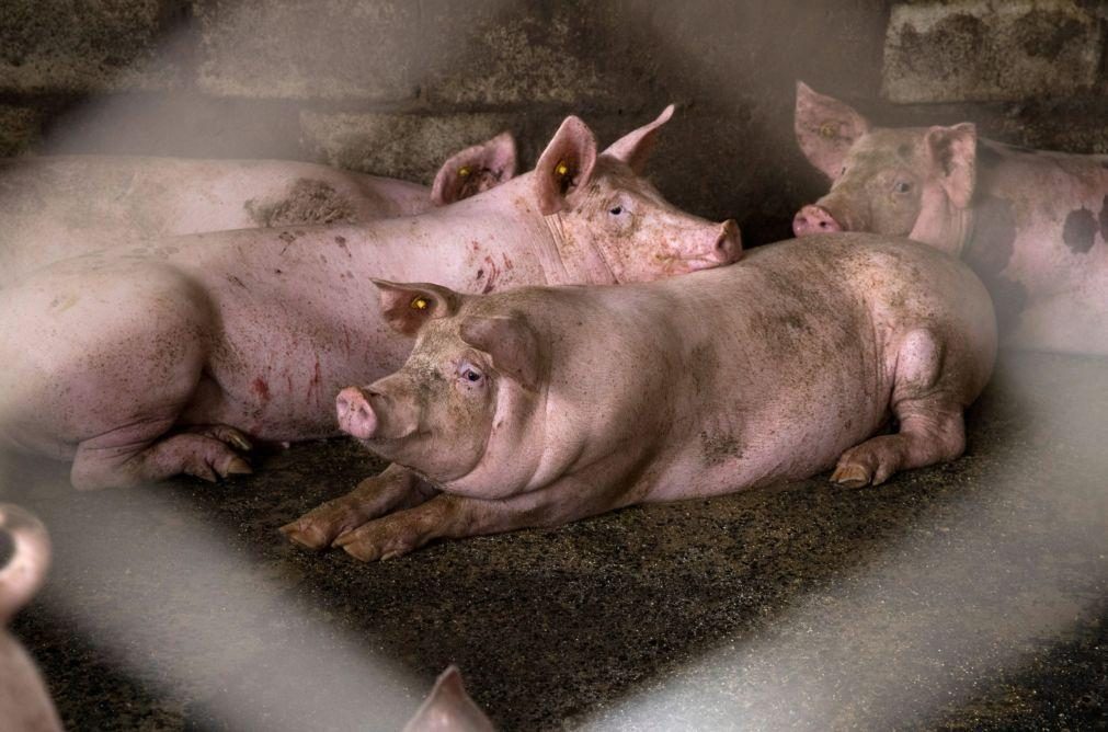 Peste suína agrava-se na Europa e DGAV alerta para reforço da prevenção