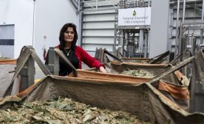 Empresa de óleos essenciais em Figueiró dos Vinhos ajuda a limpar a floresta