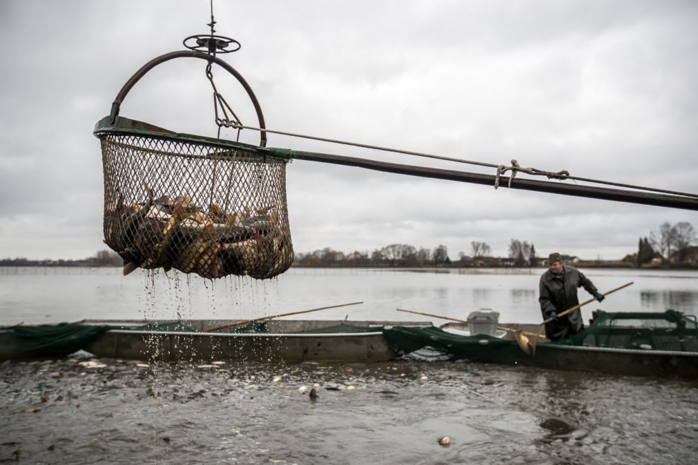 União Europeia chega a acordo sobre capturas e quotas de pesca para 2018