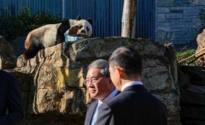 Primeiro-ministro chinês promete mais pandas e pede 