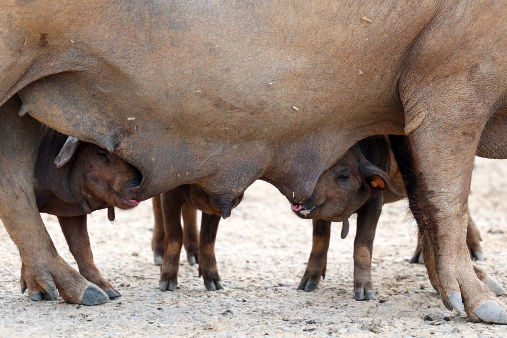 Pequim anuncia investigação 'antidumping' na importação de carne de porco da UE