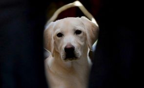 Países da UE acordam negociar primeira lei de bem-estar de cães e gatos