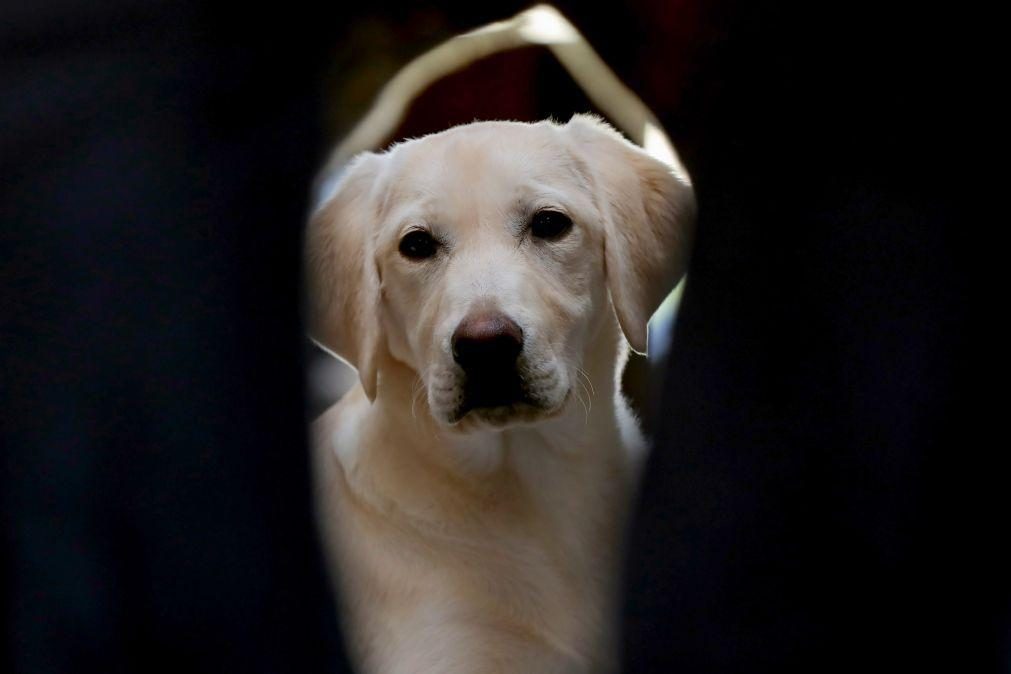 Países da UE acordam negociar primeira lei de bem-estar de cães e gatos
