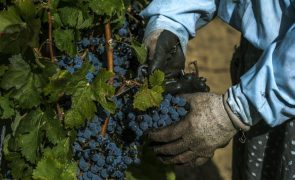 Douro tem excesso de oferta de vinho e não de produção de uvas