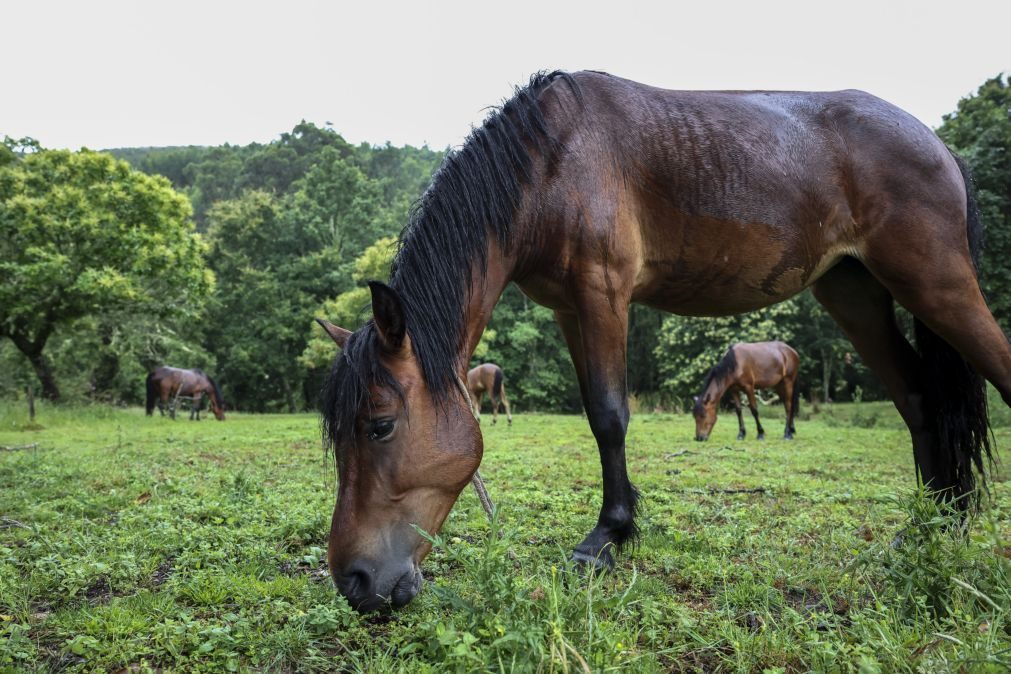 Cavalos 