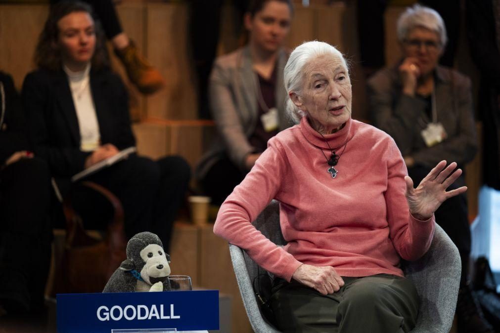 Situação dos chimpazés em África é hoje pior do que há 60 anos - Jane Goodall
