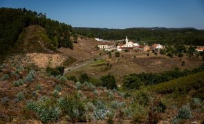 Oliveiras e medronheiros ganham terreno às chamas no concelho de Sardoal