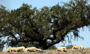 Dezoito distritos sob aviso laranja até quarta-feira devido ao calor