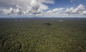 Brasil anuncia expansão do abate seletivo de árvores para preservar Amazónia