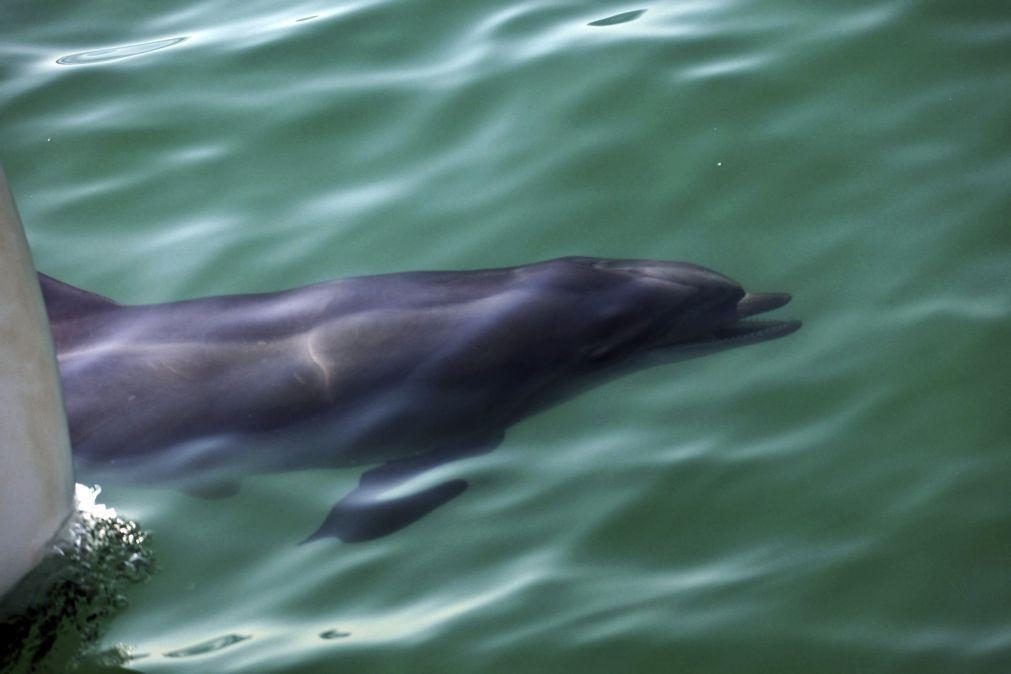 Observação de golfinhos condicionada na entrada do Estuário do Sado em agosto