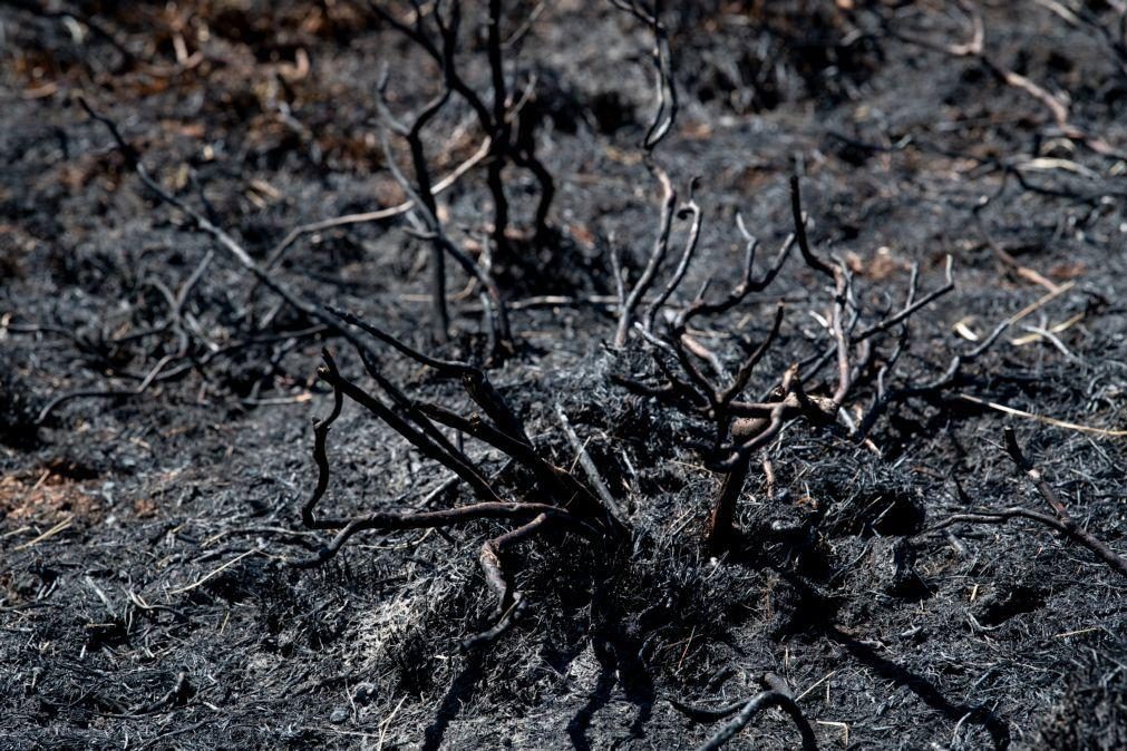 Número de fogos rurais é o mais reduzido desde 2014