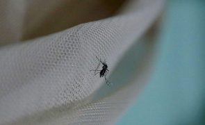 Casos de malária aumentaram 14% em Moçambique nos últimos quatro anos