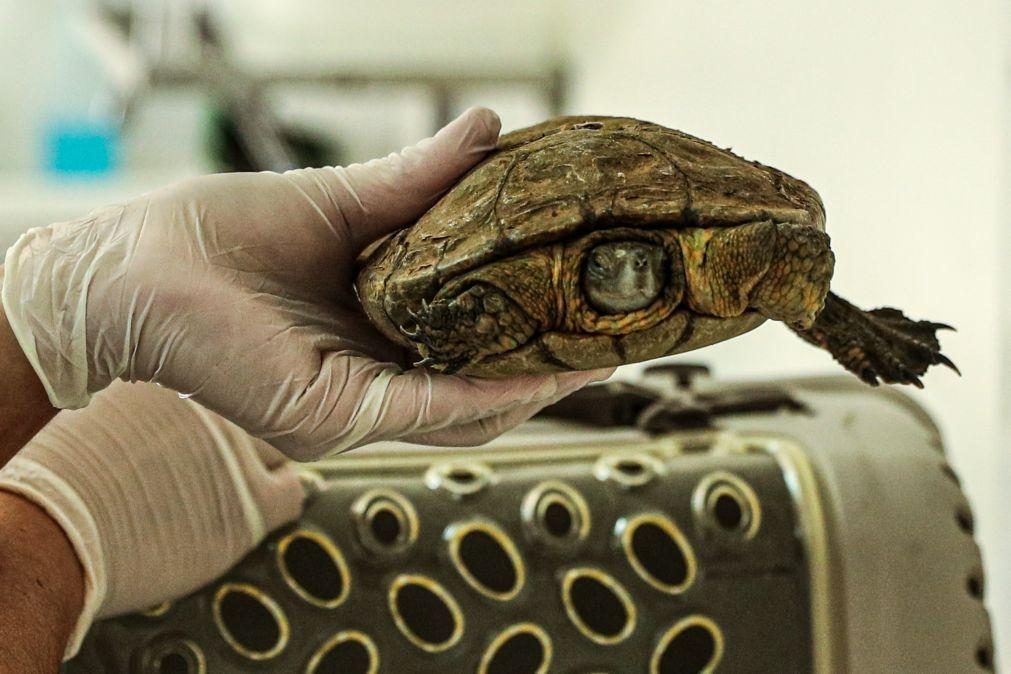 Devolvidas ao mar quatro tartarugas reabilitadas no Porto d'Abrigo do Zoomarine