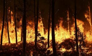 ONU lança novas diretrizes para lidar com incêndios florestais extremos
