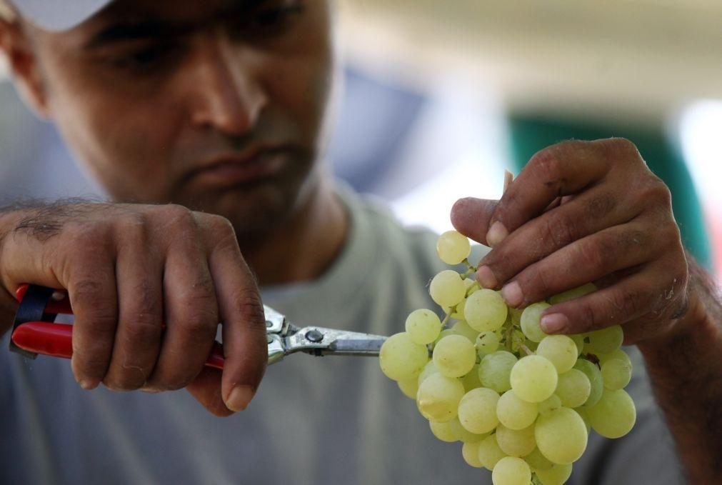 Comissão vitivinícola do Alentejo aperta regras de controlo da origem na vindima