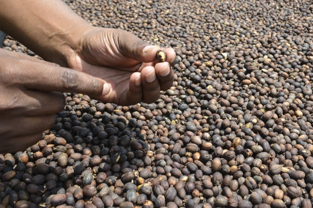 Gorongosa está a produzir e a processar localmente mel e café e quer alargar ao caju