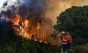 Google lança ferramenta de mapeamento de incêndios florestais em Portugal