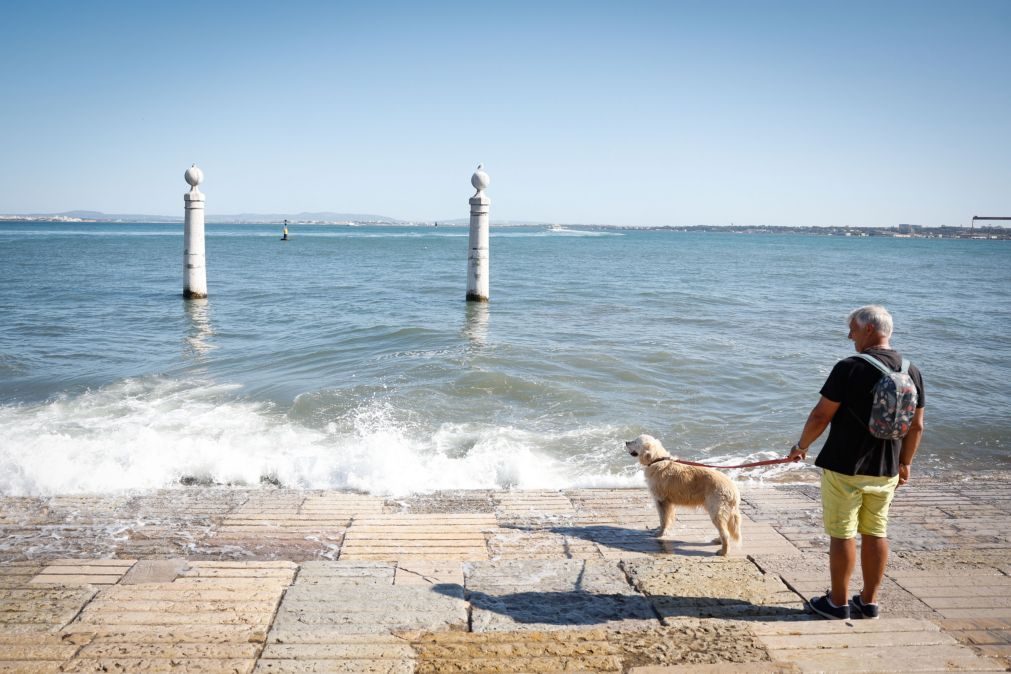 Mercado de seguros de animais cresce rapidamente em Portugal e mobiliza seguradoras