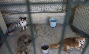 PSP identifica mais de 1.200 pessoas por abandono de animais desde 2015