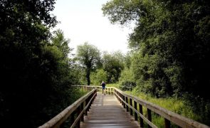 Feira com 1,5 ME para mais 3,25 kms de passadiços e 1.600 árvores junto ao rio Uíma