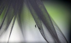 Autoridades de Cabo Verde alertam para resistência da população no combate à dengue