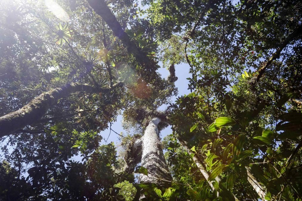 Captura de gases libertados por inaladores exige plantar 1,3 milhões de árvores