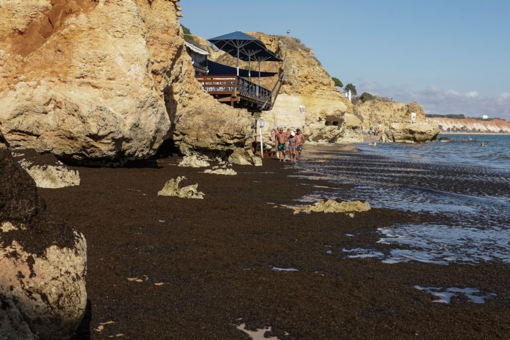 Concentração de algas em praias do Algarve não afeta qualidade da água