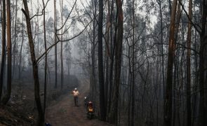 Dominados os fogos de Oliveira de Azeméis, Sever do Vouga, Albergaria e Águeda