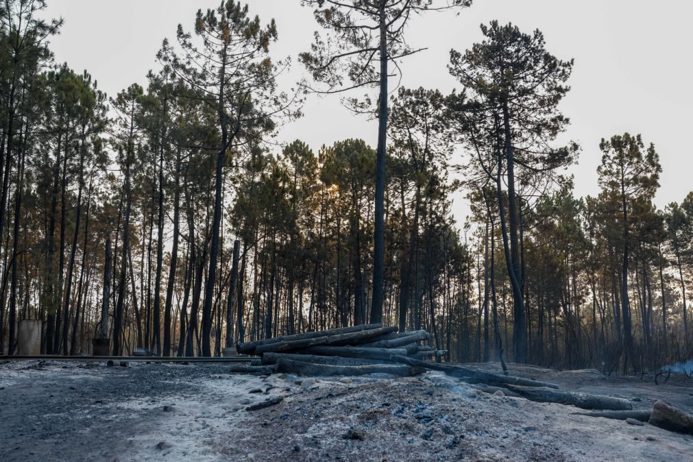 Frentes de fogo em São Pedro do Sul foram aniquiladas e população regressa à normalidade