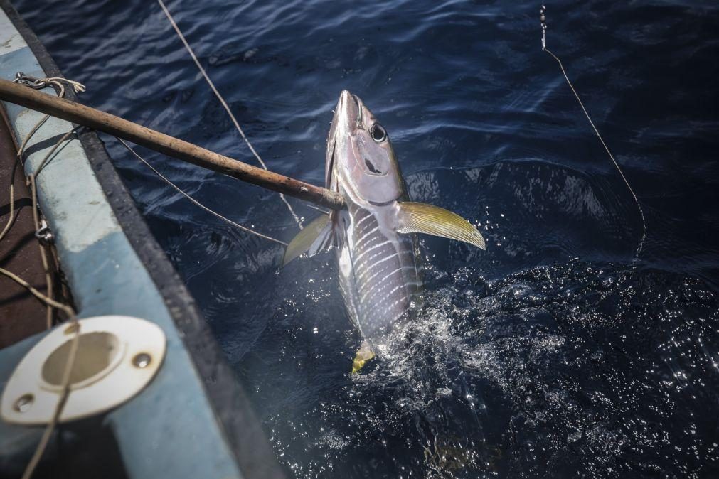 Atum de barbatana amarela impulsiona exportações de Cabo Verde em agosto