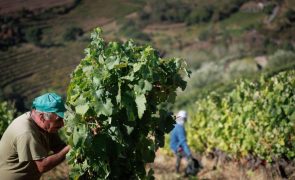 Vindima de angústia para produtores do Douro que deixam uvas na vinha