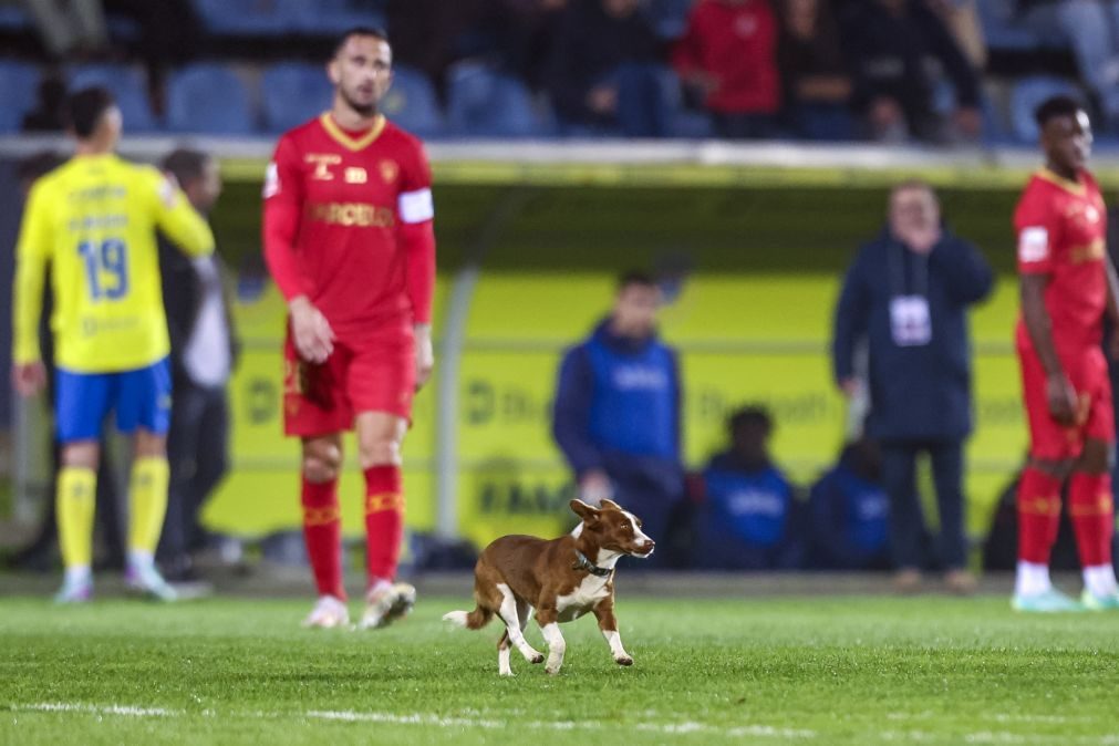 Cães à espera de adoção entram em campo antes dos jogos da I Liga