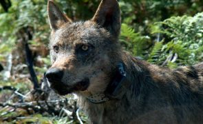 Três arguidos condenados por abate de seis lobos na Peneda-Gerês