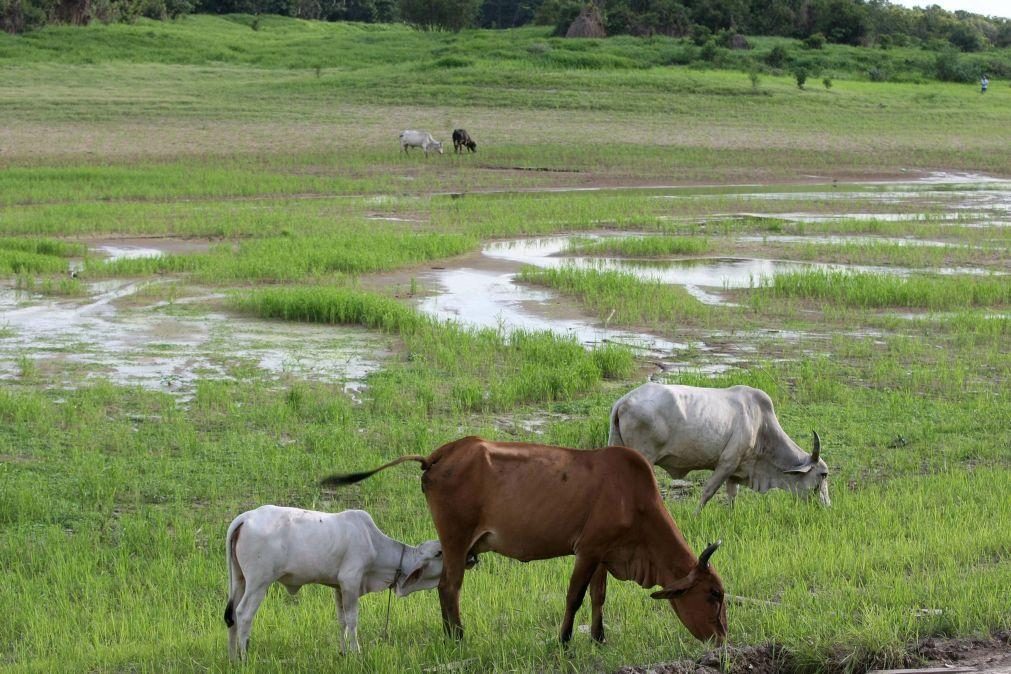 Emissões de metano de produtores de carne ultrapassam as dos combustíveis