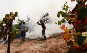 Mangualde com prejuízo superior a um milhão de euros no setor agrícola devido aos fogos