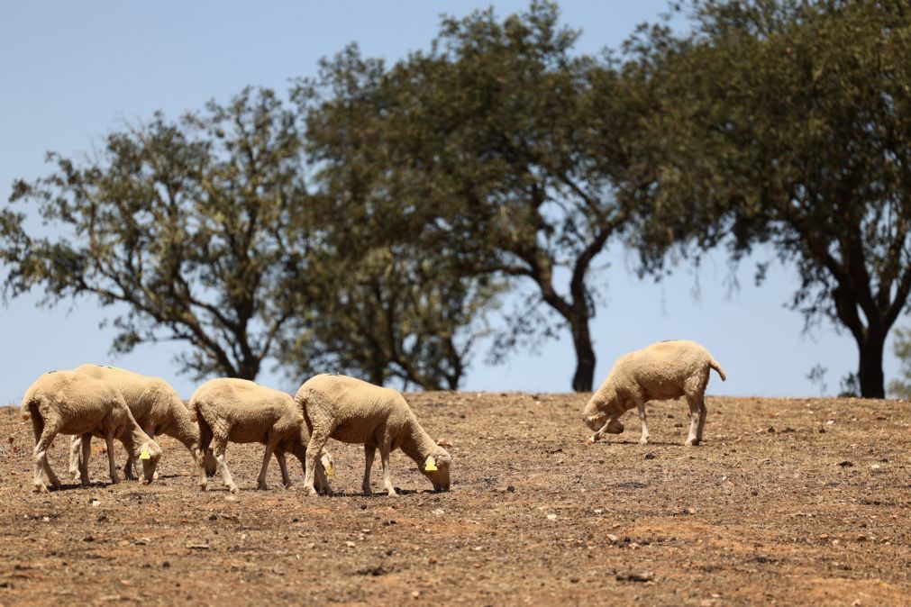 Agricultores do Baixo Alentejo pedem que Estado pague vacina contra língua azul