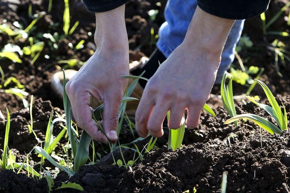 Crise de dispersão de sementes pode afetar futuro das plantas na Europa