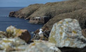 Síndrome paralisante está a afetar aves marinhas da Ilha Deserta