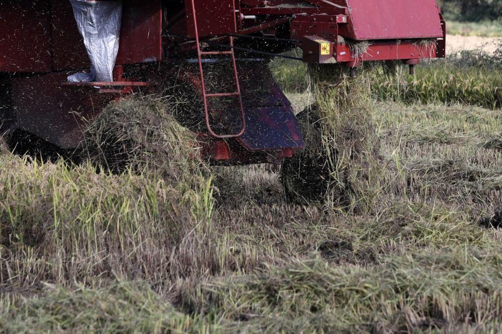 Investigadores querem tornar arroz português mais resistente às alterações climáticas