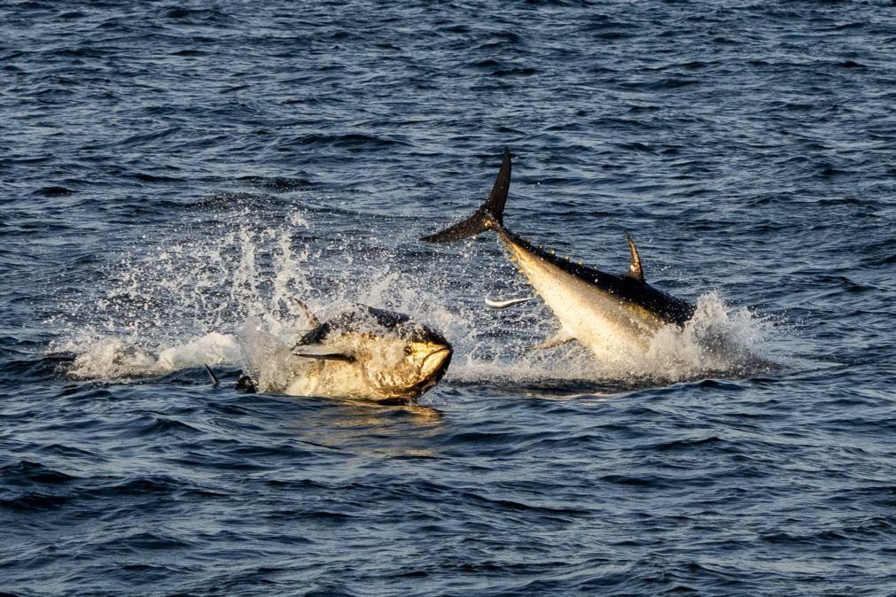 Portugal defende maior quota de pesca de atum-patudo para Madeira e Açores