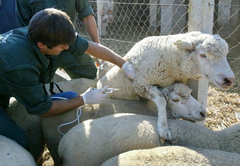 CAP quer intervenção urgente do Governo face à gravidade de surto da língua azul