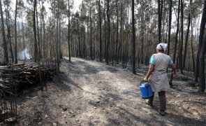 Número de fogos mais baixo da década, mas área ardida foi terceira maior