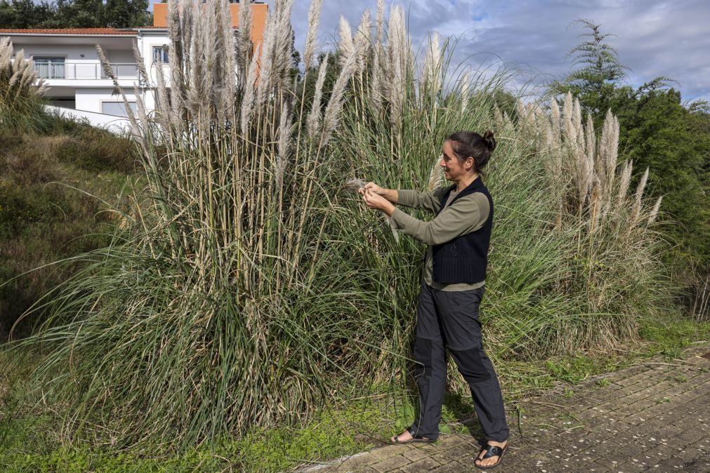 Erva-das-pampas é caso de saúde pública que afeta o litoral