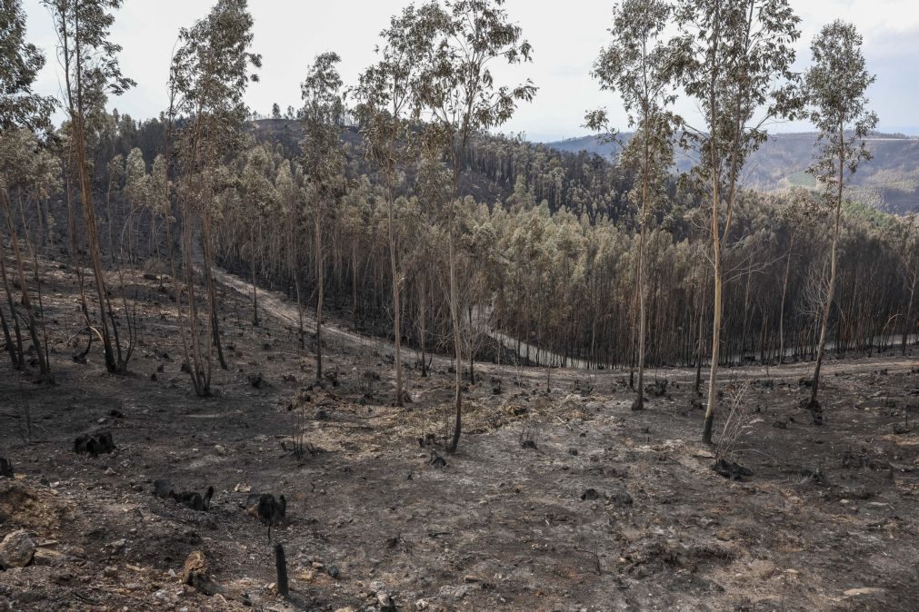 Livre propõe criação de fundo de emergência para áreas ardidas de 20 ME