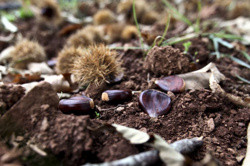 Produção de castanha com quebra de 80% na ilha Terceira devido a pragas e doenças